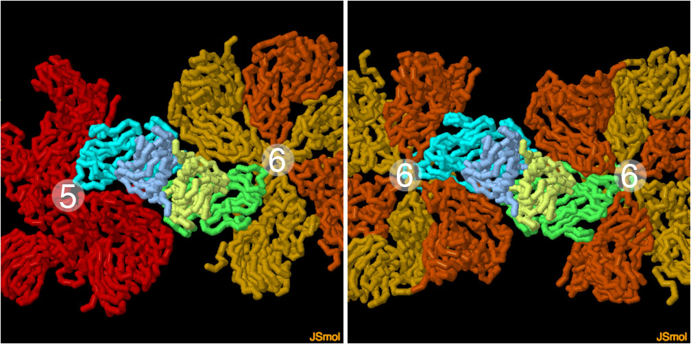 トマトブッシースタントウイルスのカプシドタンパク質。左：5量体と6量体の接触部分、右：6量体の接触部分。