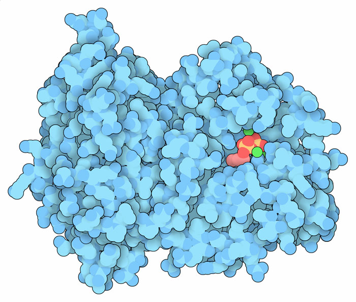 イソプレン合成酵素。DMAPP類似物質はピンク色で、マグネシウムイオンは緑色で示している。