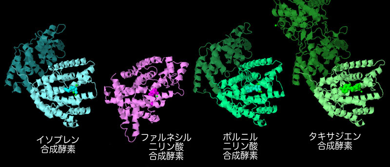 左からイソプレン合成酵素（PDB:3n0g）、ファルネシル二リン酸合成酵素（PDB:1fps）、ボルニル二リン酸合成酵素（PDB:1n20）、タキサジエン合成酵素（PDB:3p5p）