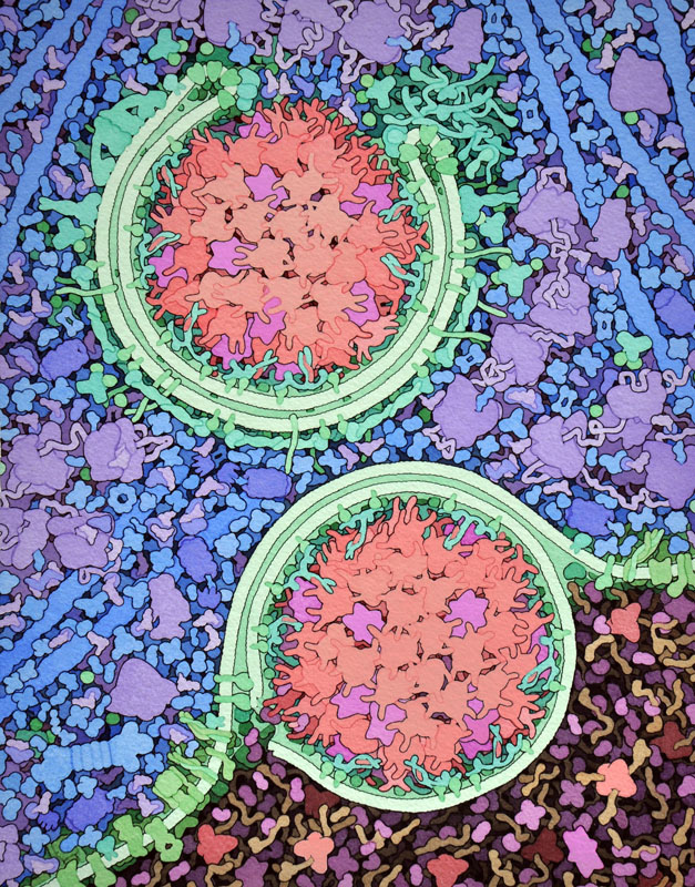 ファゴフォアはかごの周りに隔離膜をつくることにより形成される（上の図）。この場合、かごは液胞酵素のアミノペプチダーゼ1（ピンク色の部分）とα-マンノシダーゼ（紫色の部分）が集合したものである。その後ファゴフォアは液胞膜と融合し（下の図）、酵素を内部に放出する。