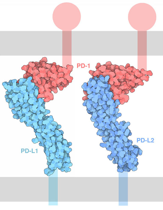 PD-1とリガンドPD-L1、PD-L2の相互作用の様子。細胞膜は模式的に灰色で示している。また構造データに含まれない部分も模式的に示している。