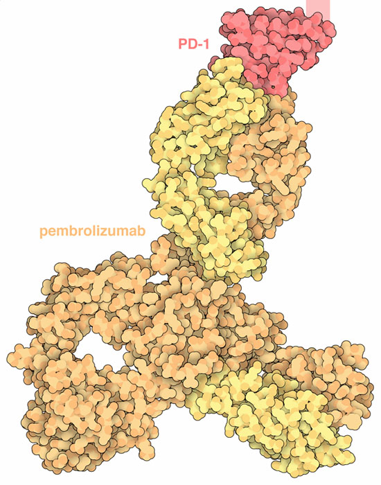 PD-1と抗がん抗体ペンブモリズマブの相互作用
