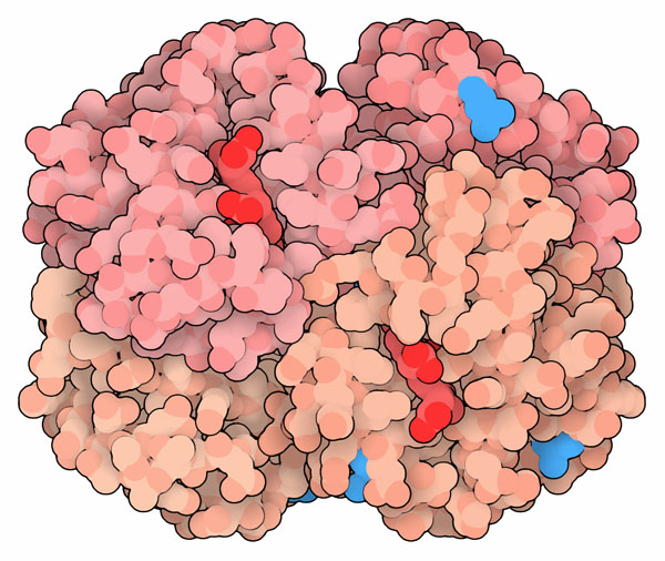 マンモスのヘモグロビンは、現在のアジアゾウが持つヘモグロビンと比べ4つのアミノ酸（青で示す部分）が変化している。
