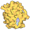 Photoactive Yellow Protein