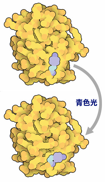 ここに示す光活動性黄色タンパク質の構造は、ラウエ法による時間分割結晶構造解析によって解かれたもので、基底状態（上）と光によって励起された状態（下）の構造が半分ずつ含まれている。