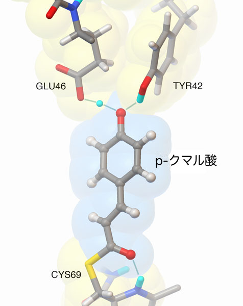 重水素化された光活動性黄色タンパク質を中性子回折によって解いた構造に含まれる、水素原子（白）と重水素原子（青緑）の位置。