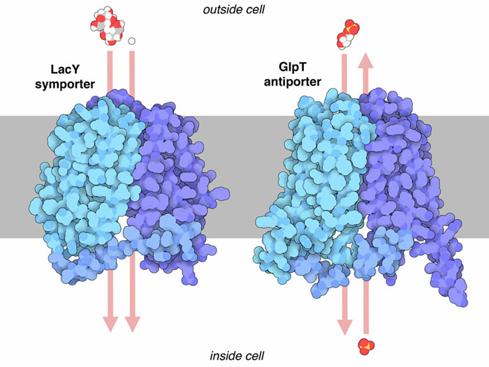 LacYはラクトースと水素イオンを細胞内へと運び込み、GlpTはリン酸とグリセロール-3-リン酸を逆方向に輸送する。