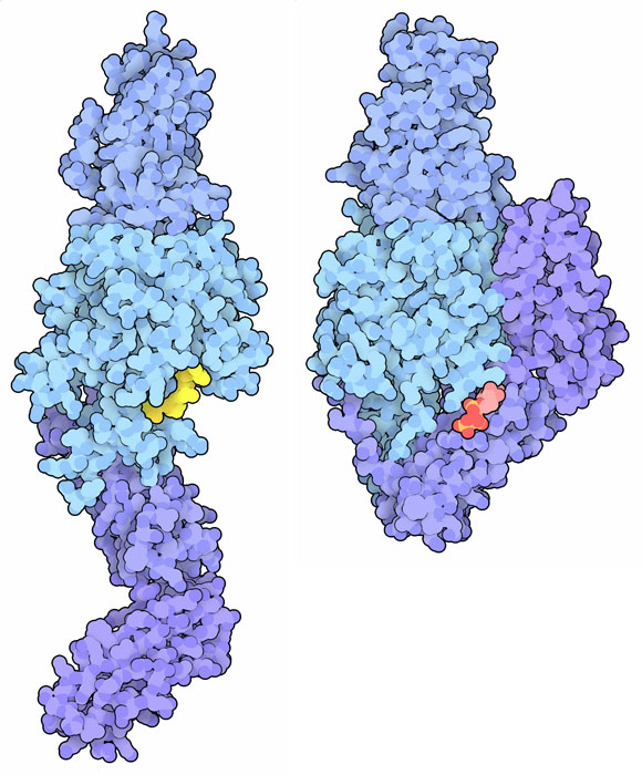 活性型（左）とGTPに結合した不活性型（右）の組織グルタミン転移酵素。グルテンに似せた阻害剤は黄色で、GTPは赤で示す。