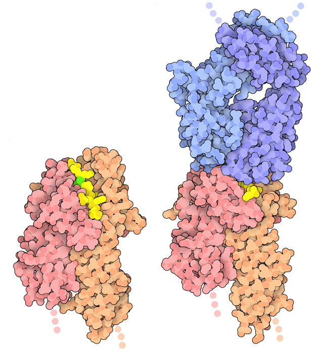 脱アミノ化されたグルテンペプチド（黄色で示す部分、脱アミノ化グルタミンは緑）がHLA（ヒト白血球抗原、オレンジとピンクで示す部分）によって提示されたところ（左）とT細胞受容体（青）によって認識されたところ（右）。