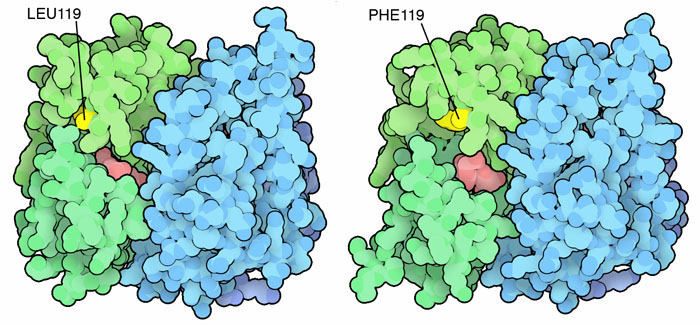 蚊が持つグルタチオン転移酵素。野生型（左）とDDT抵抗性変異体（右）。