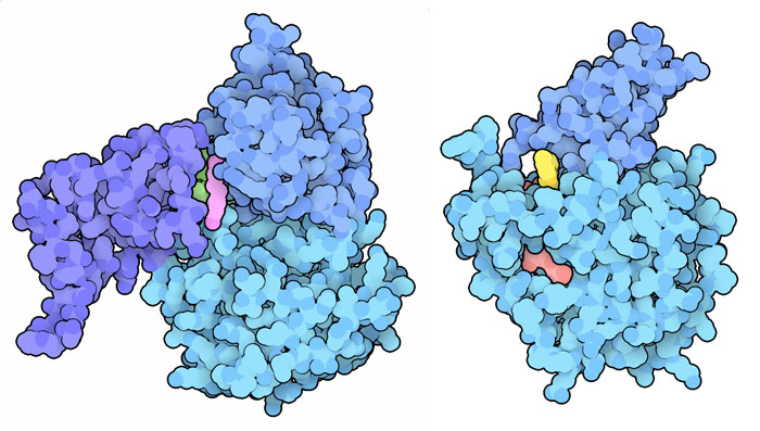 SIRT1にレスベラトロール（赤紫）が結合した構造（左）と、SIRT6にNAD類似物質（赤）とアロステリック活性化因子（黄）が結合した構造（右）。