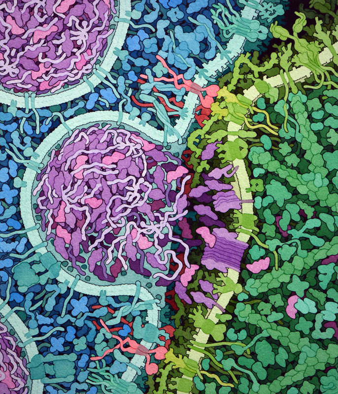 改変を加えたT細胞（左に青で示す部分）が白血病細胞（右に緑で示す部分）を認識して攻撃する様子を描いたイラスト。赤で示すCAR分子が白血病細胞の表面にあるCD19に結合している。これによってT細胞が活性化し、パーフォリン（perforin、紫）が放出されて、細胞表面に穴をつくる。そしてグランザイム（granzyme、赤紫）が穴を通って中に入り、アポトーシスが始まってがん細胞を死滅させる。