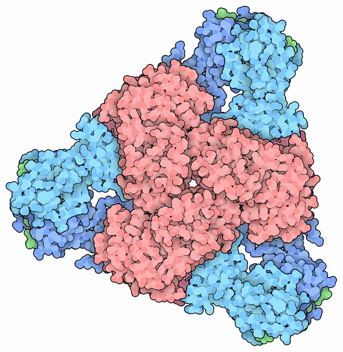 アスパラギン酸カルバモイル転移酵素。触媒サブユニットは赤、制御サブユニットは青、CTPは緑で示す。