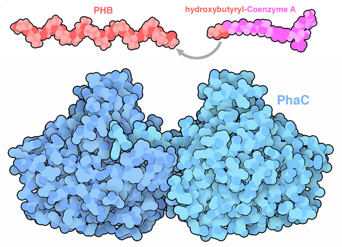 反応はポリヒドロキシ酪酸合成酵素（polyhydroxybutyrate synthase、PhaC）によって行われる。