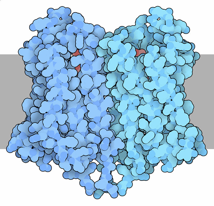 オピオイド受容体の構造。モルヒネ類似物質は赤で、細胞膜は模式的に灰色で示す。