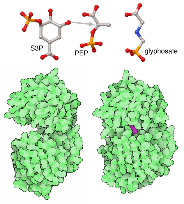 EPSP合成酵素の開いた型と閉じた型を下に、この酵素が行う反応と除草剤のグリホサートを上に示す。
