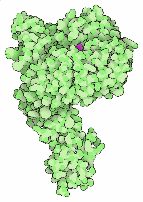 TIR1ユビキチンリガーゼ（緑）とグリホサート（赤紫）
