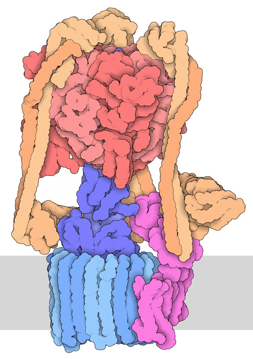 液胞型ATPアーゼ。膜のおおまかな位置を灰色で示している。このエントリーには細菌由来の阻害タンパク質も含まれているがこの図では示していない。