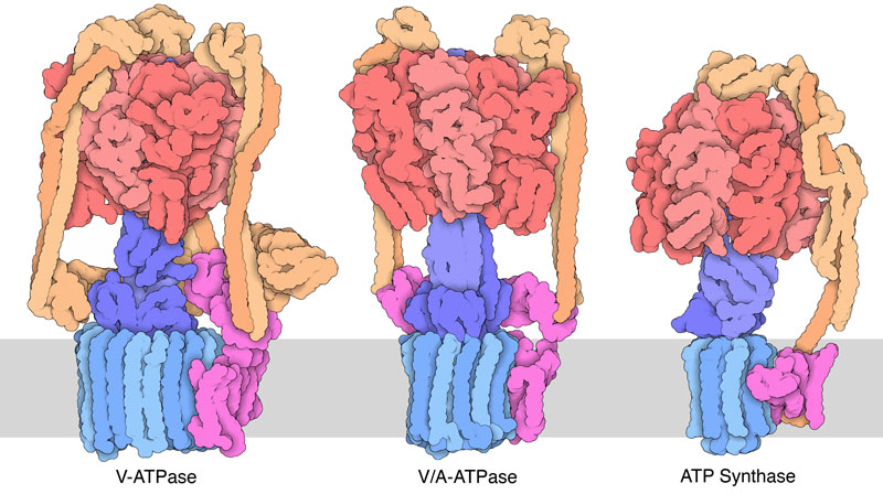 3つの回転ATPアーゼ