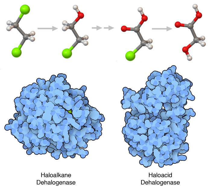 2つの脱ハロゲン酵素とこれらが関わる2つの反応。