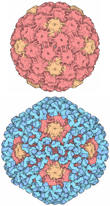 Human Papillomavirus and Vaccines