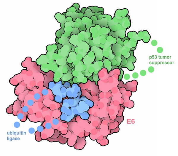 パピローマウイルスE6タンパク質にp53腫瘍抑制因子とユビキチンリガーゼE6APが結合した構造。