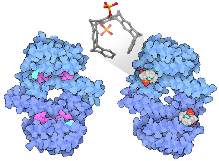 （左）結合相手となるタンパク質C-RAFに由来するペプチド（赤紫色）と結合した信号タンパク質14-3-3（青色）（右）分子ピンセット（原子種別に色分けした分子）はリジン（水色）に結合し、ペプチド結合部位を阻害する。