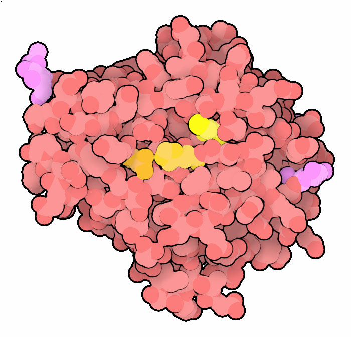 レグマイン。活性部位のシステインは黄色、ヒスチジンとアスパラギンはオレンジ色、糖鎖修飾部位は赤紫色で示す。