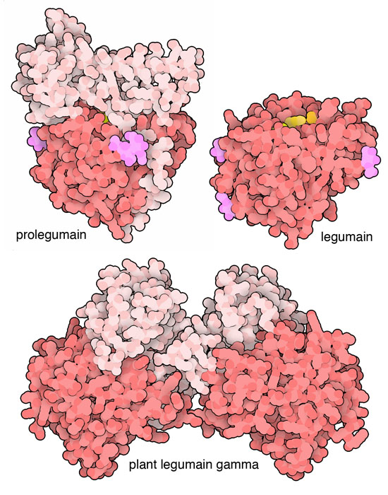 ヒト由来レグマインの不活性型酵素前駆体（左上）と活性型（右上）。そして、切断されたがまだ不活性型の植物由来レグマイン（下）。