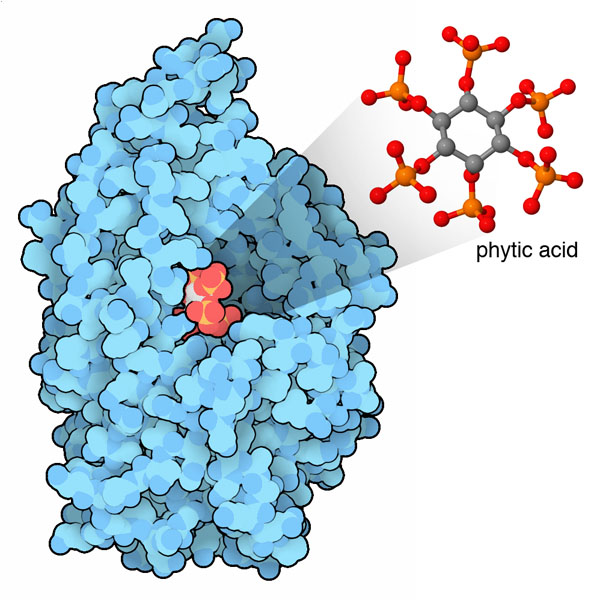 フィターゼと原子種別に色分けして描いたフィチン酸。