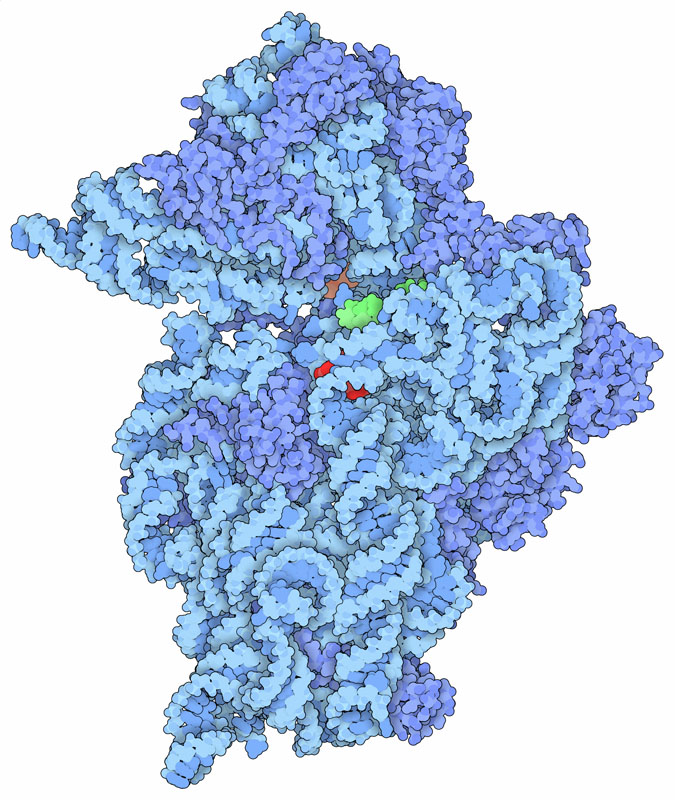 パロモマイシン（赤）、ストレプトマイシン（図では見えていない）、スペクチノマイシン（オレンジ）が結合した細菌由来リボソームの小さなサブユニット。伝令RNAの小さな断片は緑で示す。