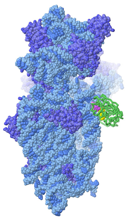 リボソーム小サブユニット（青で示す部分）の中にあるヌクレオチドを修飾するメチル基転移酵素（緑で示す部分）。酵素は一つのヌクレオチド（赤紫色）を飛び出させ、補因子（黄色）を使ってメチル基を供給する。この図はJSmolを使って作成した。