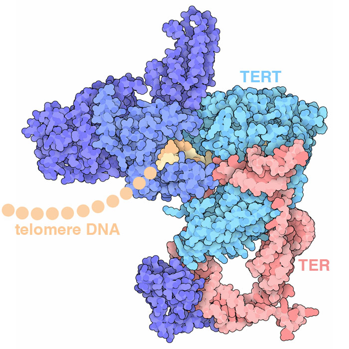 ここに示すテロメア中心部分の構造には、逆転写酵素（TERT）とそれに関連する蛋白質、鋳型RNA（TER）、テロメアDNAの短い断片も含んでいる。