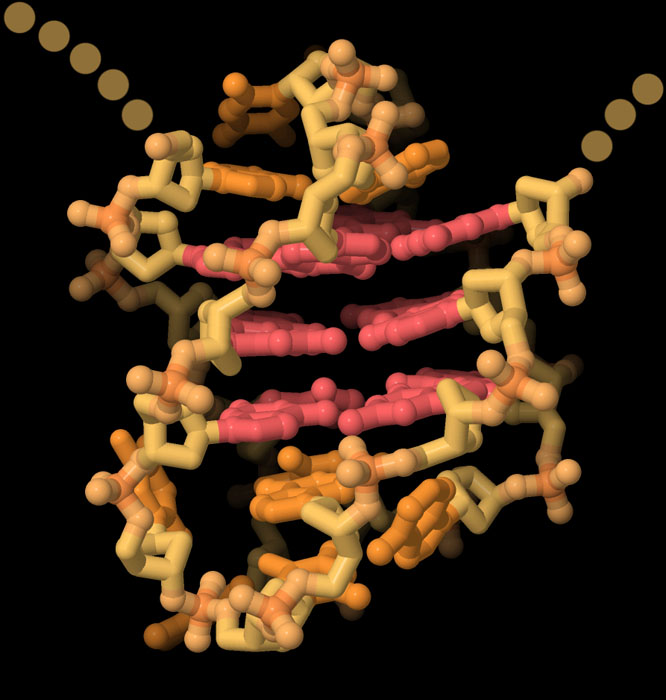 ヒトのテロメアリピート四重鎖。グアニン塩基を赤で示す。
