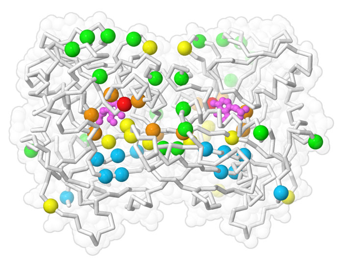 進化型のシタグリプチン生成アミノ基転移酵素。変異部位は上図と同じように色分けしてある。