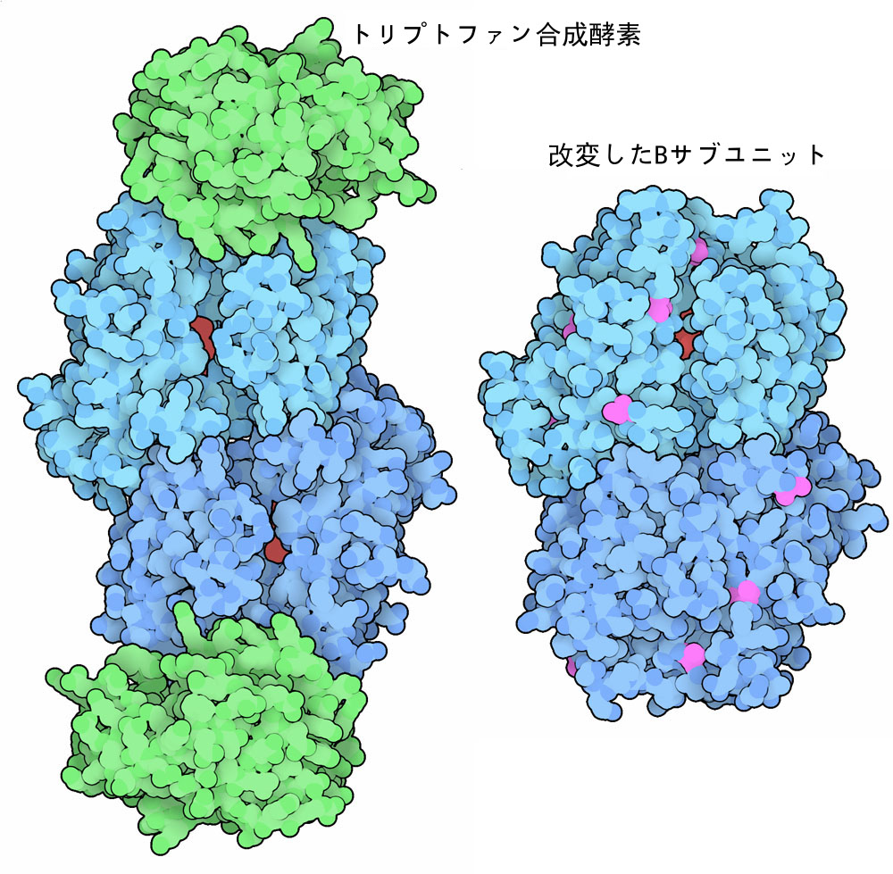 トリプトファン合成酵素。Aサブユニットは緑、Bサブユニットは青、基質は赤で示す。改変型Bサブユニットの変異部位は赤紫で示す。