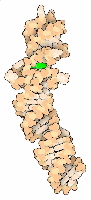 蛍光アプタマー「ホウレンソウ」。RNAは明るいオレンジ色で、蛍光体は緑色で示す。
