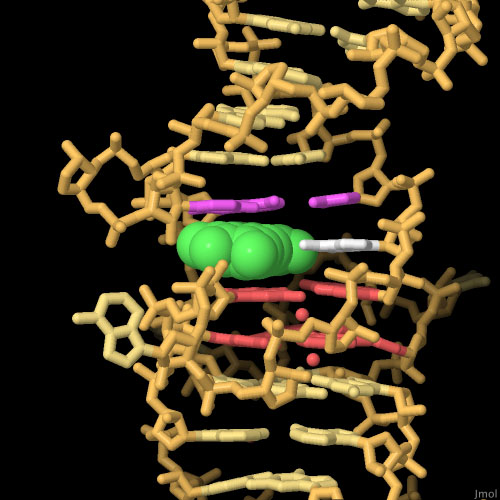 蛍光RNAアプタマーの一つ「ホウレンソウ」
