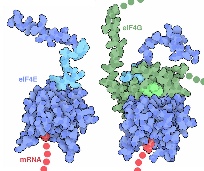 開始因子eIF4EとeIF4Gの複合体。この構造には伝令RNAの末端とeIF4Gの小さな一部分が含まれる。