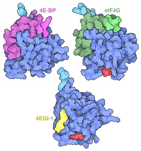 開始因子iEF4G、4E結合タンパク質、阻害剤4EGI-1を伴ったeIF4E複合体。疎水性モチーフ部分は明るい赤紫や緑で示す。各タンパク質は一部分の構造だけを表示している。