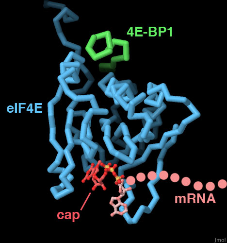 Initiation Factor eIF4E and mRNA Cap