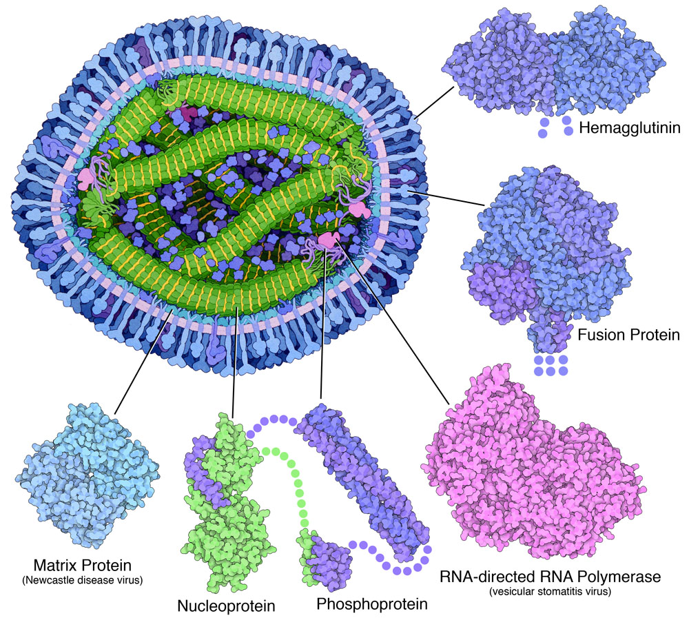 麻疹ウイルスの断面と各ウイルスタンパク質の構造を示した図。構造がまだ決定されていない部分は点で示した。