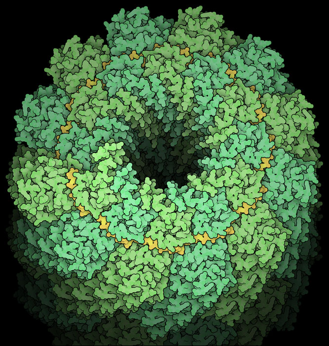 麻疹のヌクレオカプシド（緑）とRNA（黄）。