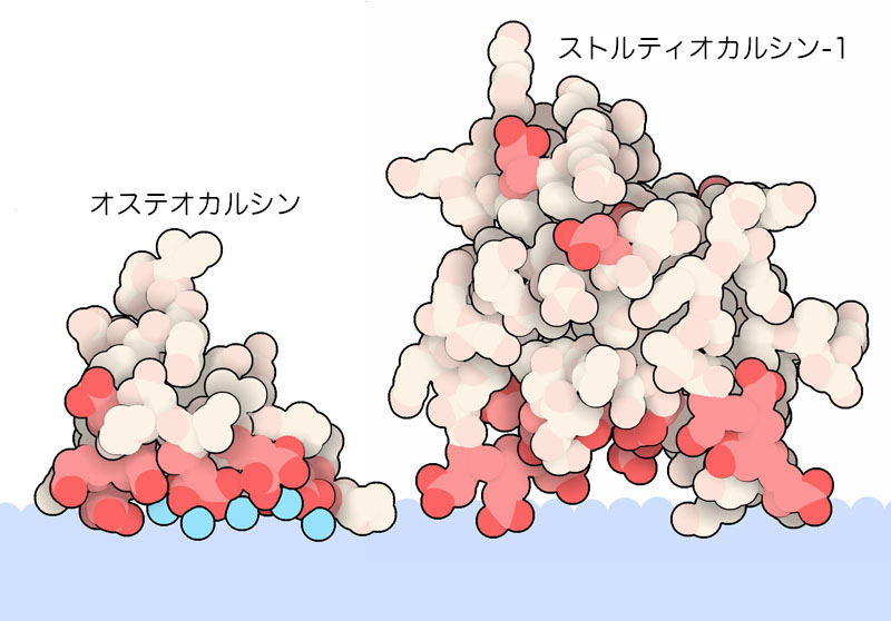 二つの生体鉱物形成タンパク質。アミノ酸は赤で、カルシウムイオンは青で示す。