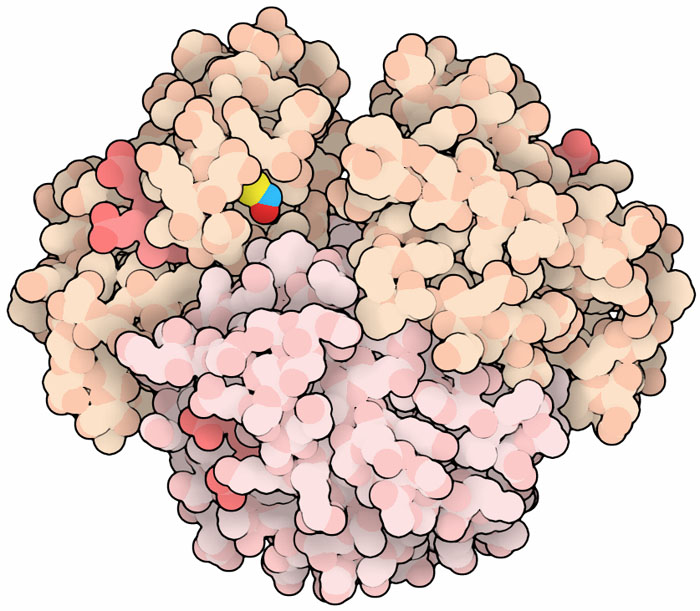 明るい赤と青で示す一酸化窒素がヘモグロビンの各β鎖にある特定のシステインに付加されている。
