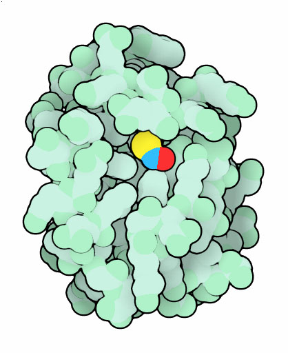 S-ニトロシル化チオレドキシン。一酸化窒素は明るい青と赤で、システイン中の硫黄原子は黄色で示す。