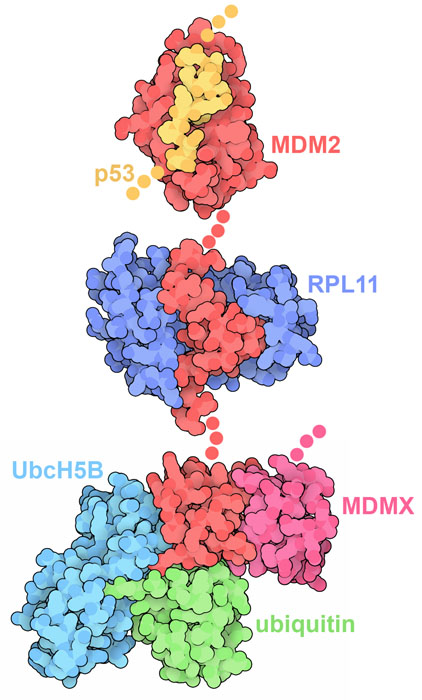 図上部の分子は、p53腫瘍抑制因子の小さな一部分（黄）と相互作用しているMDM2（赤）。図中央は、リボソームタンパク質RPL11（青）と相互作用しているMDM2。下の図は、MDMXが持つドメインの一つ（赤紫）や輸送タンパク質UbcH5B（水色）を伴うユビキチン複合体（緑）と相互作用しているMDM2である。
