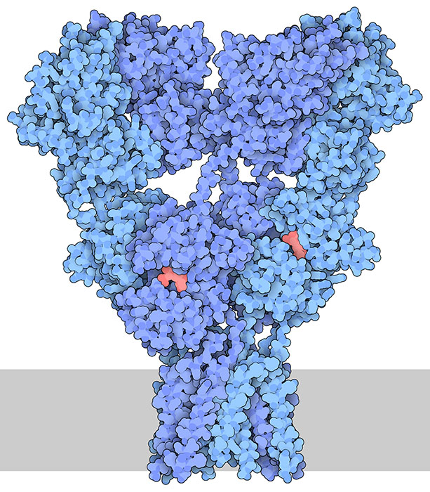 グルタミン酸結合ドメインに阻害剤（赤）が結合したAMPA受容体。細胞膜の位置は灰色でおおよその位置を示す。