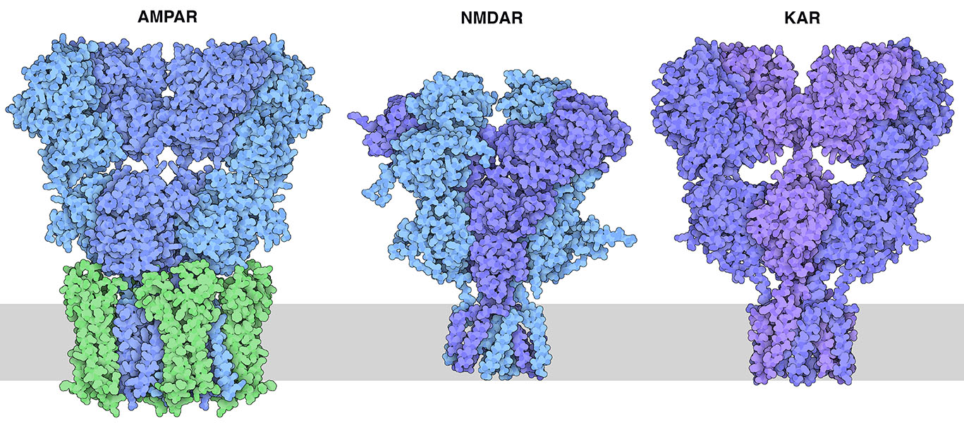 3種類のイオンチャネル型グルタミン酸受容体。緑で示す修飾タンパク質がAMPA受容体のイオンチャネル部分に結合している。