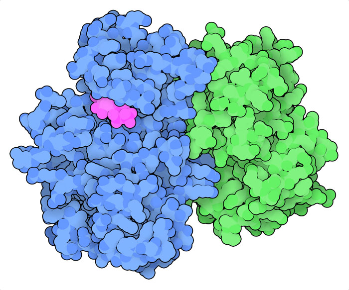サイクリン（緑）と、ATP（赤紫）を伴ったサイクリン依存性キナーゼ2（青）